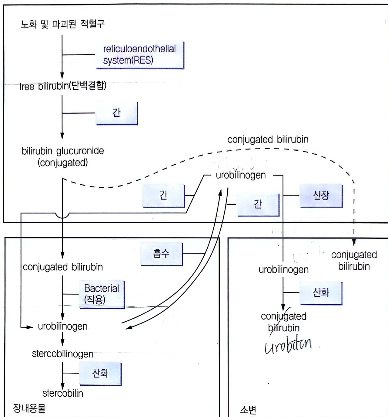 간, 담도 및 췌장 관련 건강 문제