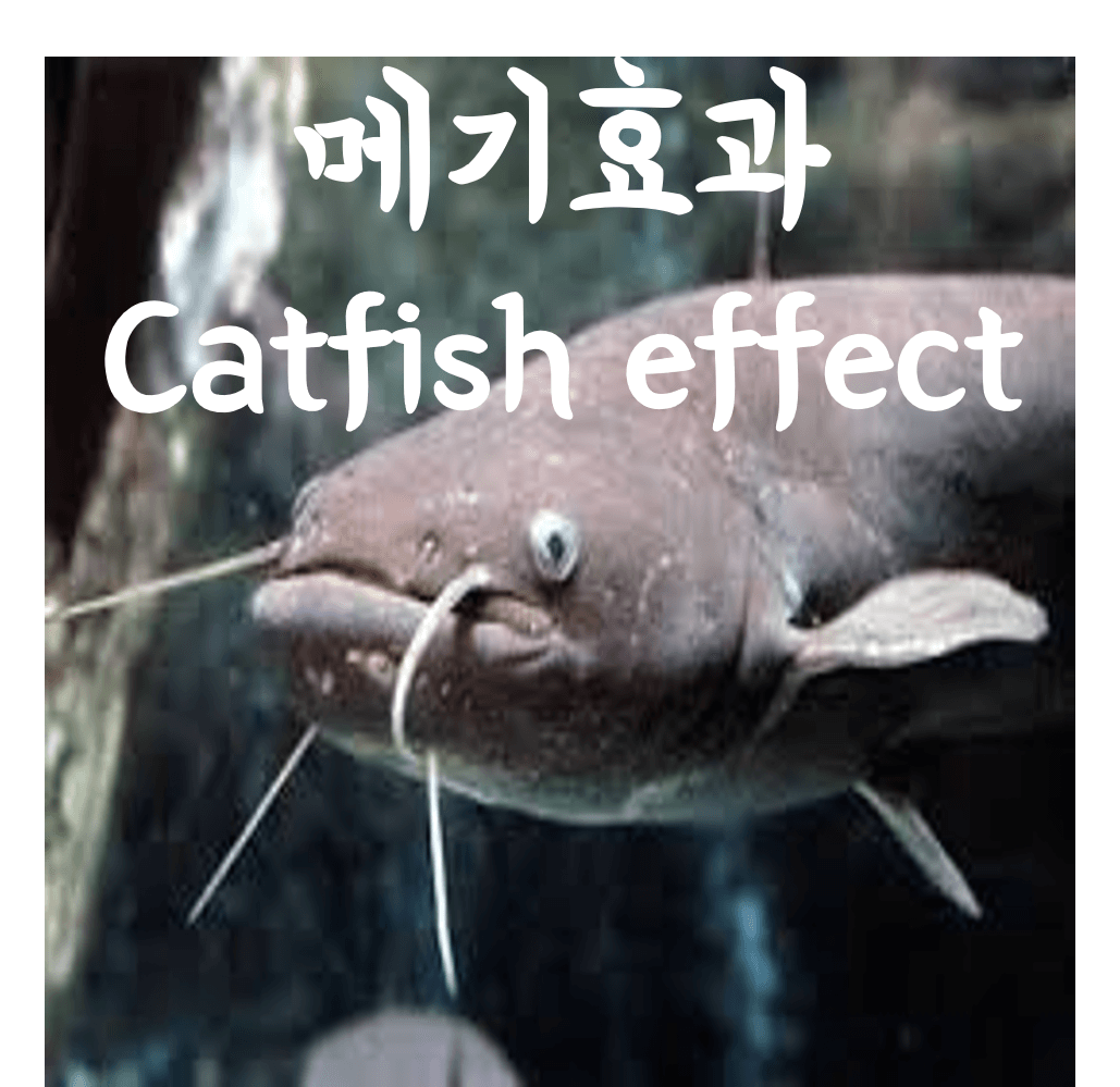 메기효과 (catfish effect)