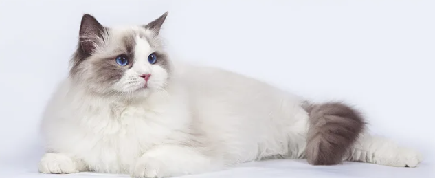 고양이 종류 No.39 - 랙돌(Ragdoll)