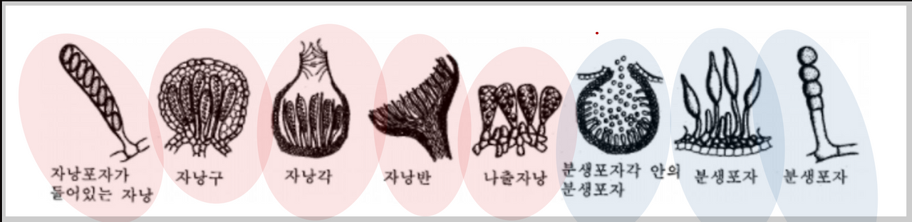 곰팡이의 생활사와 구조: 식물병원균의 이해