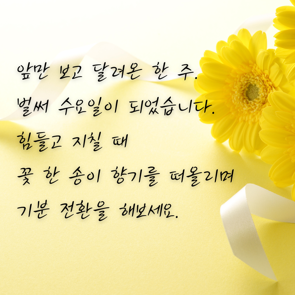 6월 수요일 아침 인사말 이미지 모음