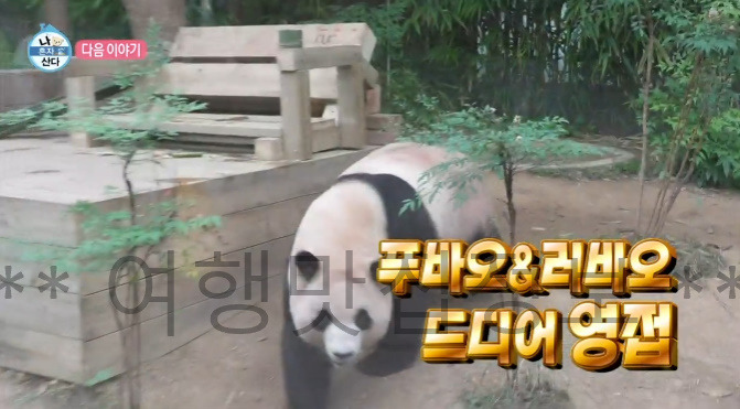 나혼자산다 김광규 이장준 아기 판다 푸바오 놀이공원 촬영지 알아보기 - 나혼산 청룡열차 워터파티 2 ywAAAAAAQABAAACAUwAOw==