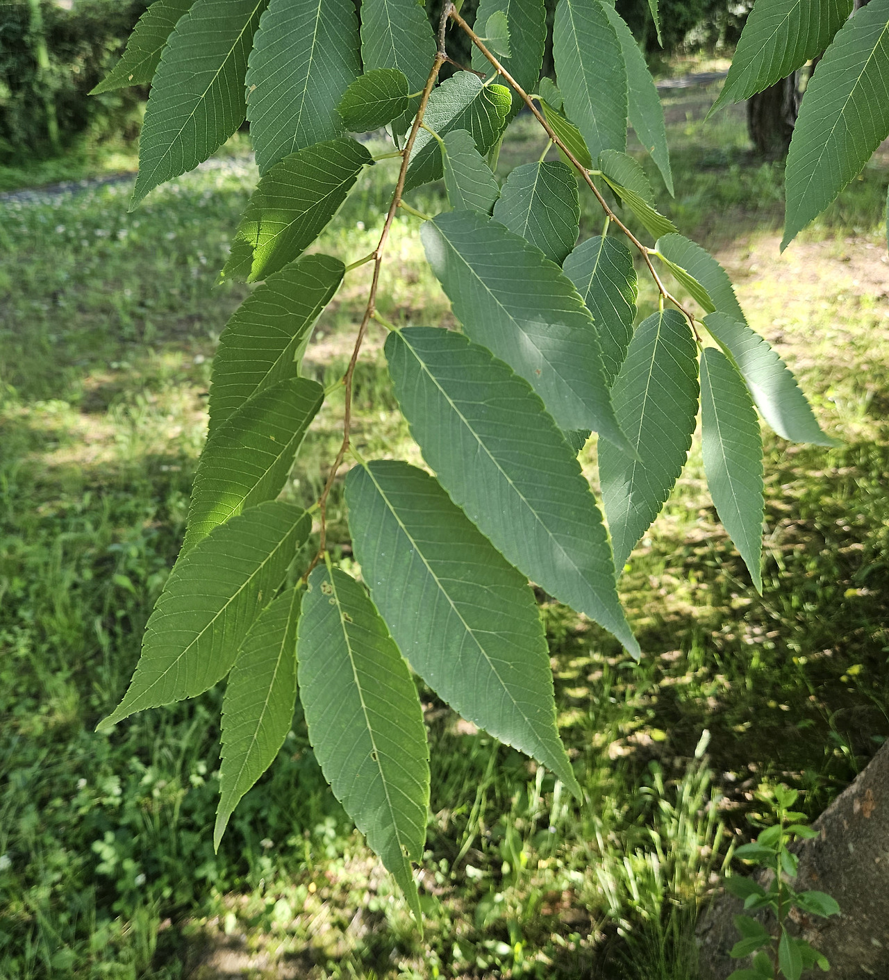 느티나무 (Sawleaf zelkova)