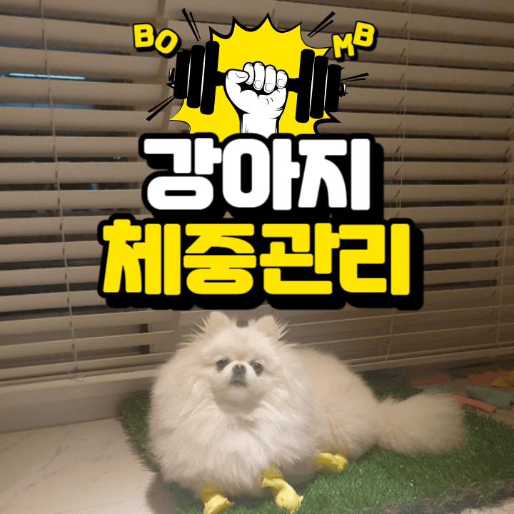 우리 강아지가 비만이라고? : 체중 관리가 필요해! 1 ywAAAAAAQABAAACAUwAOw==