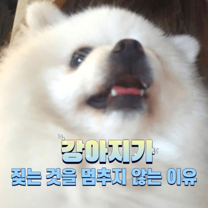 강아지가 짖는 것을 멈추지 않는 이유 1 강아지가 짖는 이유