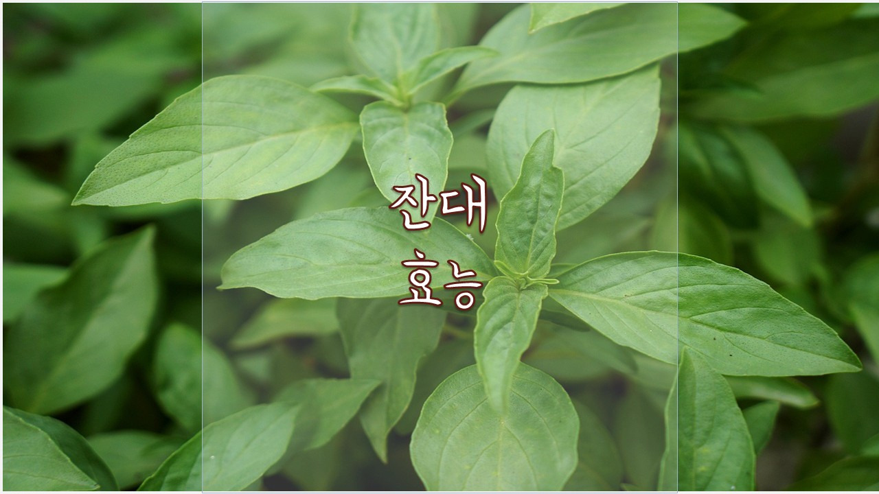 잔대 효능 부작용 효과 칼로리 제철 영문명