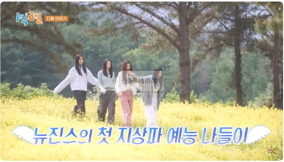 1박2일 강원 철원 흥청망청 VS 뉴진스 유채 꽃밭 촬영지 장소 위치 어디? 1 ywAAAAAAQABAAACAUwAOw==