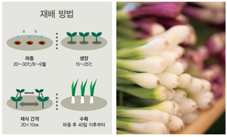 쪽파 심는시기 재배방법 총정리