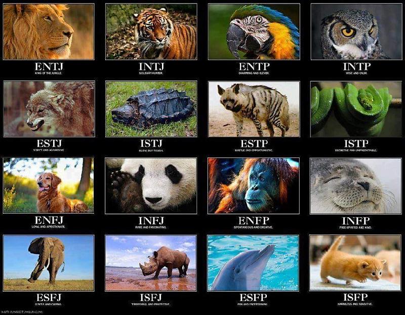 top-which-element-and-animal-best-represents-your-personality-and-why