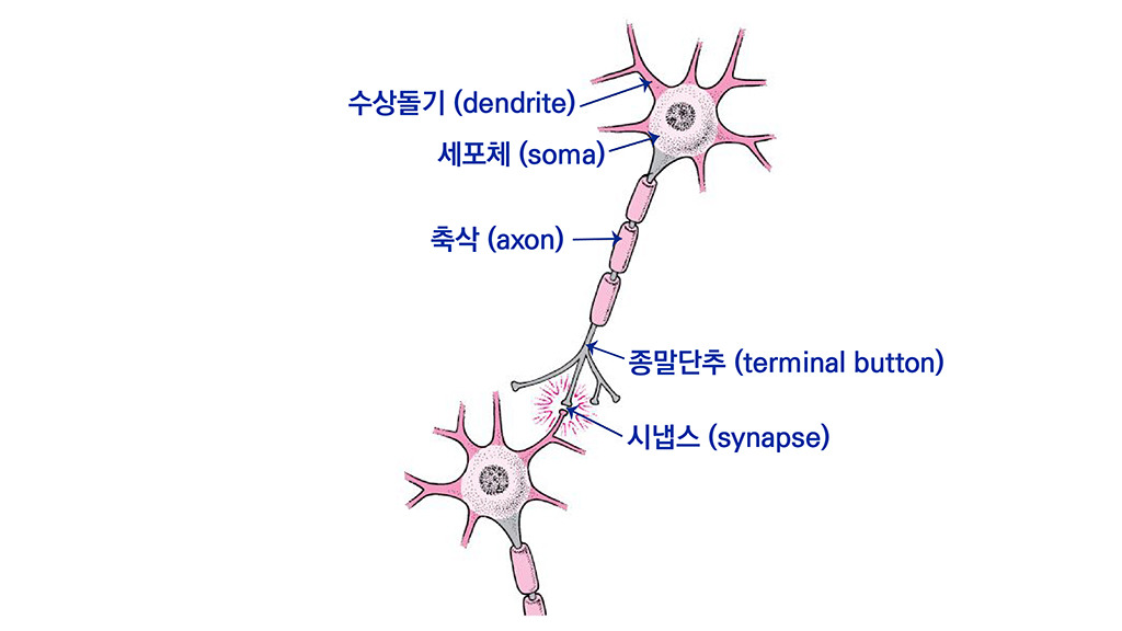 [심리학 기초] 8_행동의 생물학적 기초 : 뉴런(neuron)이란?