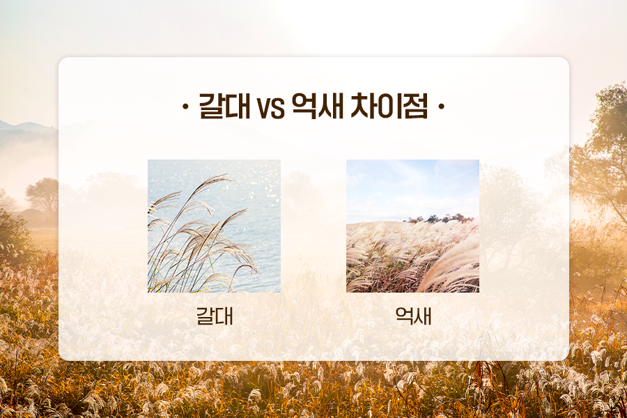 무르익은 가을 풍경, 갈대&억새 명소 알아보기
