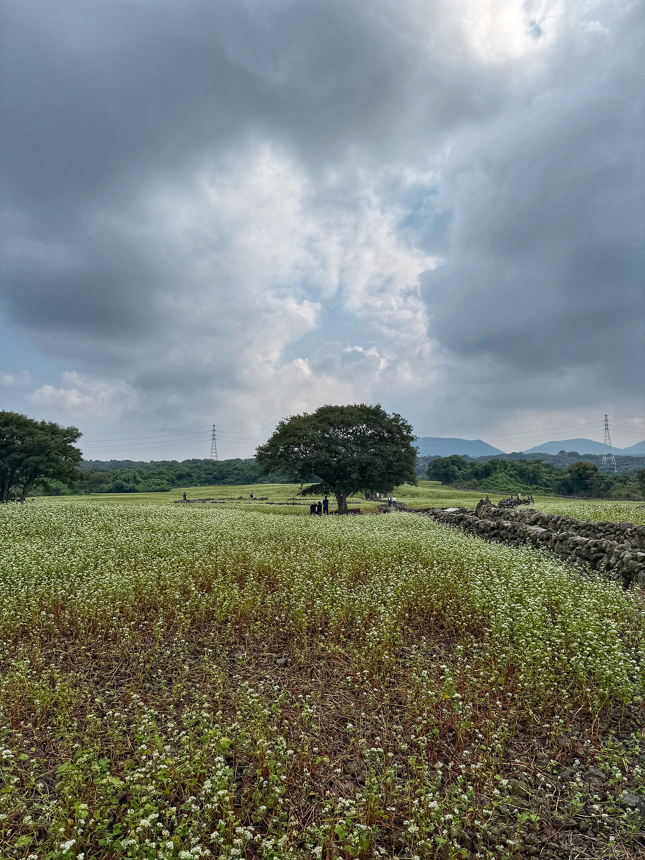 제주도 10월 메밀꽃밭 와흘 메밀마을 메밀문화제 : 클리앙