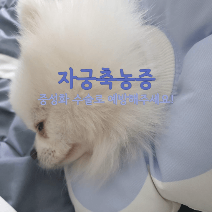 강아지의 자궁축농증: 중성화 수술로 예방해주세요! 1 자궁축농증-중성화 수술로 예방