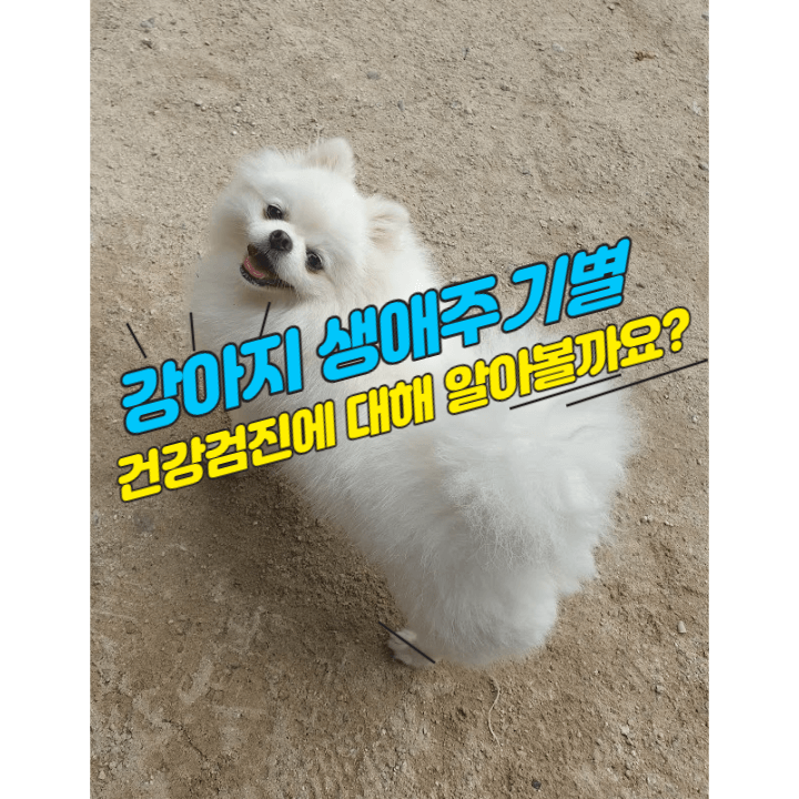 강아지 건강을 위한 필수 선택 : 반려견 생애 주기 별 건강 검진에 대해 1 강아지 건강검진-강아지 연령 별 건강검진