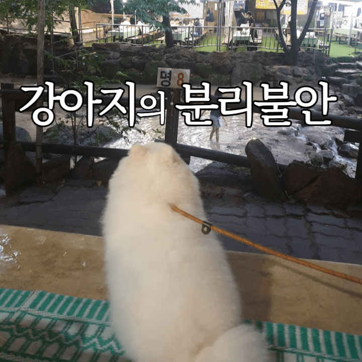 강아지 분리 불안 : 원인과 해결 방법 1 강아지-분리불안