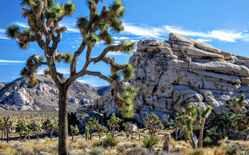 Joshua Tree National Park (조슈아 트리 국립 공원)