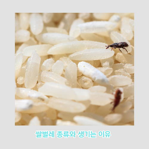 쌀벌레 종류와 생기는 이유, 없애는 법, 예방법