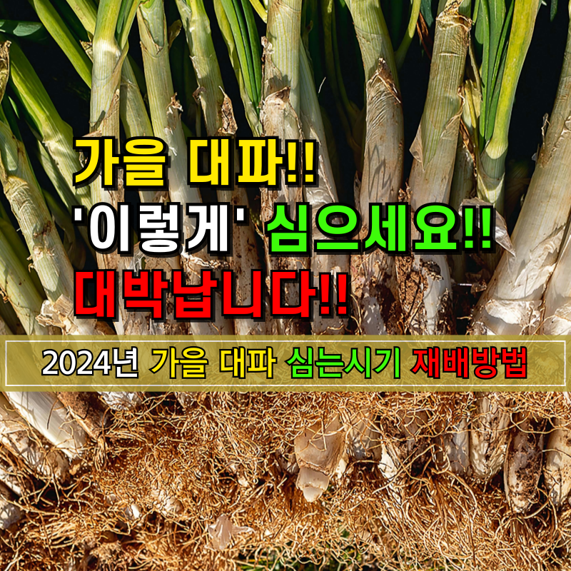 2024년 가을 대파 심는 시기 재배방법 알아보기