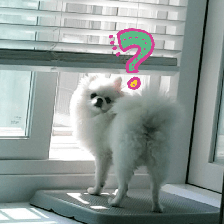 강아지는 왜 생식기를 핥을까? 1 항문을 핥는 이유