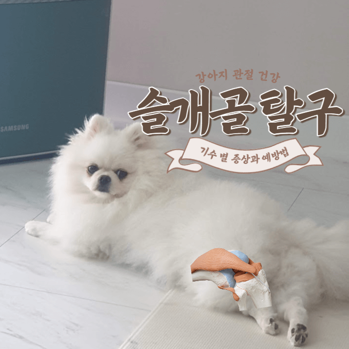 강아지 관절 건강 : 슬개골 탈구에서 자유로워지려면? 1 ywAAAAAAQABAAACAUwAOw==