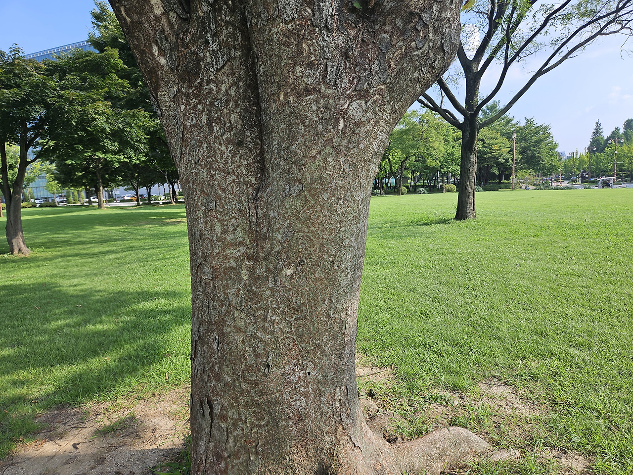 느티나무 (Sawleaf zelkova)