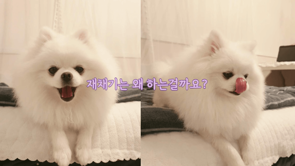 강아지는 왜 재채기를 할까요? 1 재채기-하는-이유