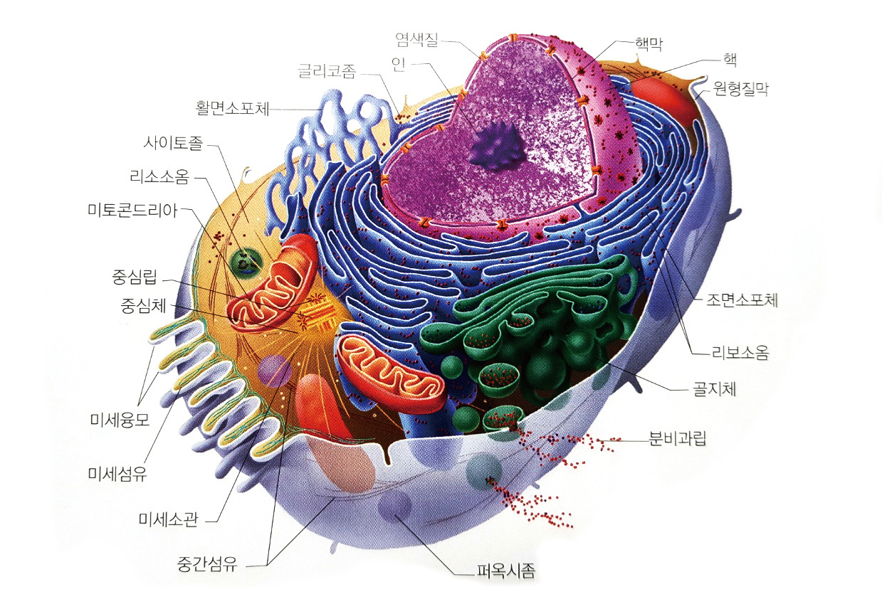 피부를 구성하는 세포의 구조와 기능 및 조직