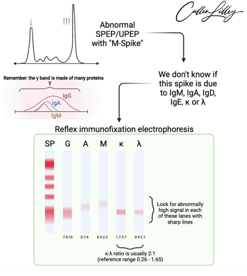 투석실 검사 A/G ratio 를 잘 살펴봐야 하는 이유 (A/G ratio, Serum Protein