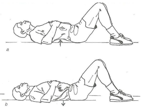 Recommended pelvic exercises for those who cannot do planks due to a ...