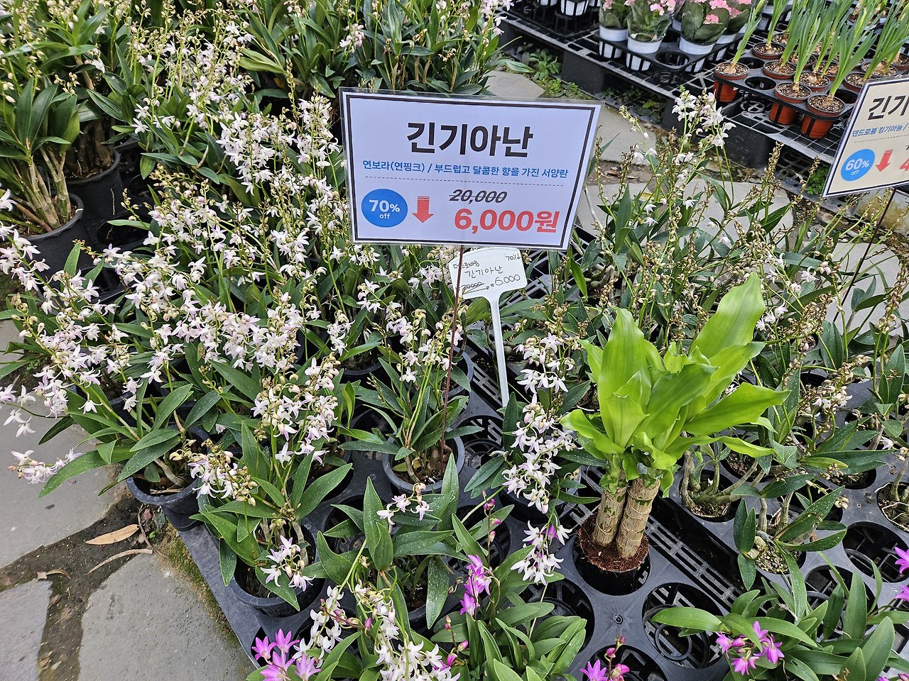 파주 가볼만한곳 :: 무료 수목원 실내 화훼단지 조인폴리아 15 ywAAAAAAQABAAACAUwAOw==