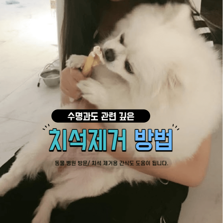 강아지 수명 연장의 필수 조건 : 치아 건강 관리의 중요성은? 4 ywAAAAAAQABAAACAUwAOw==