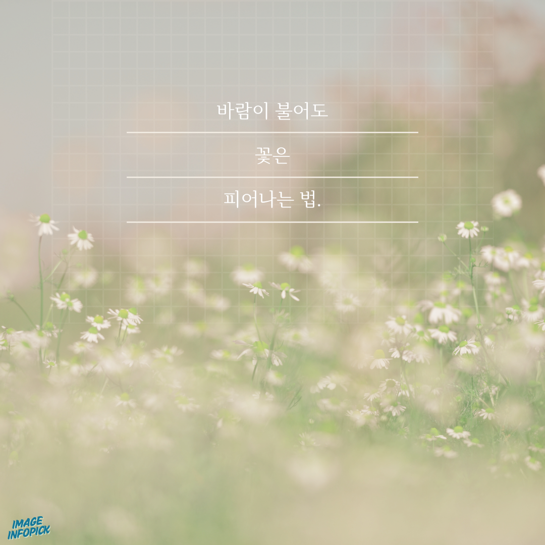 카톡 좋은 글귀 감성 글귀 이미지 모음
