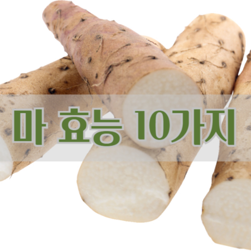 마 효능 10가지와 부작용 (+먹는 방법)