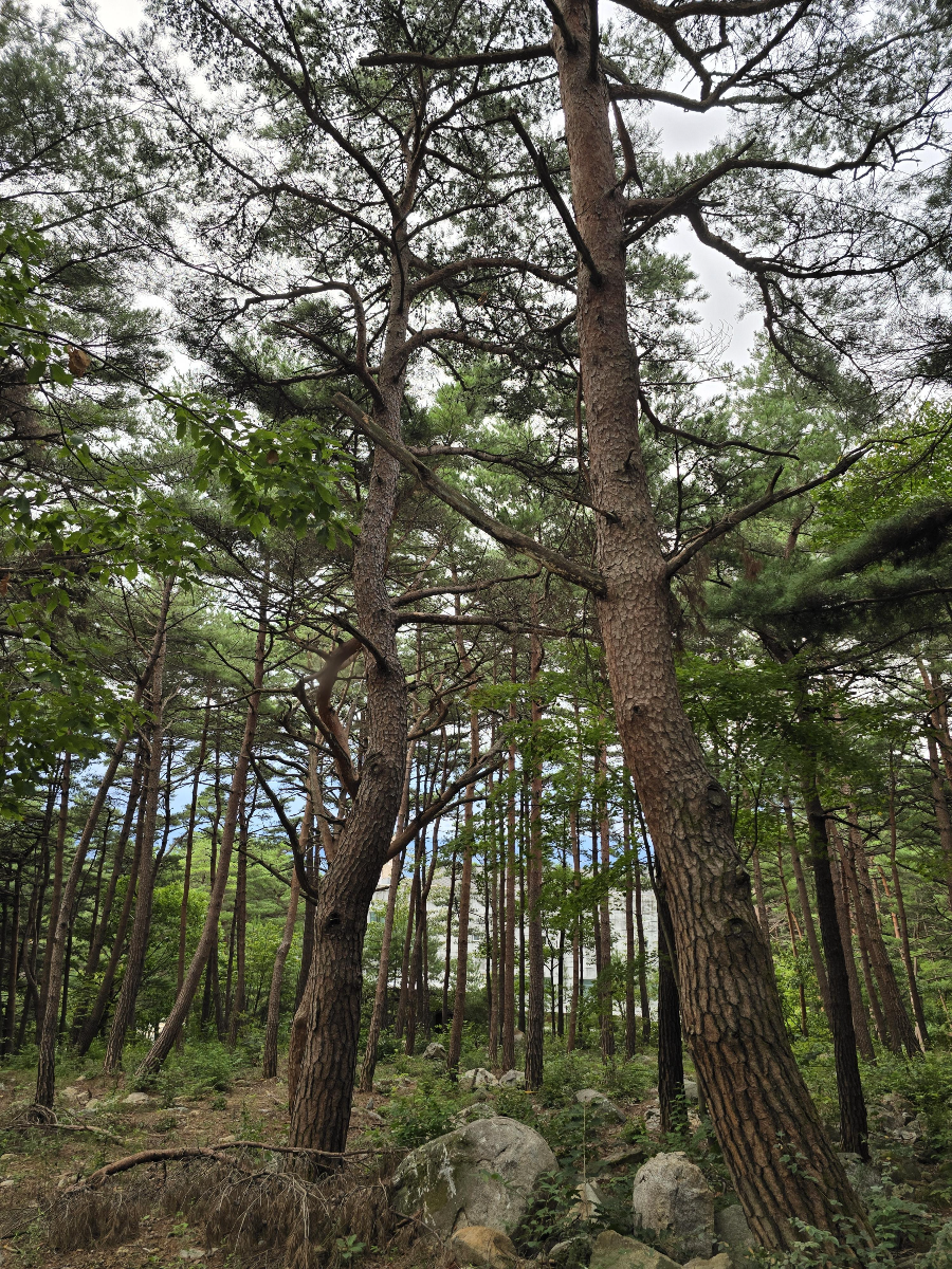 산책로에서 마주한 빼곡한 소나무숲