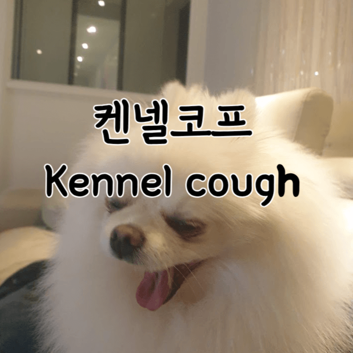 거위 소리가 나는 마른 기침: 켄넬 코프(Kennel cough) 1 켄넬코프