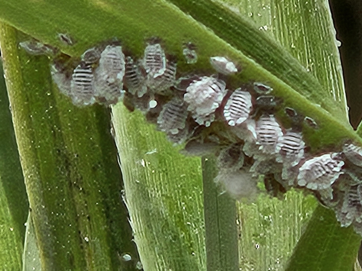 일본납작진딧물 (Japanese flat aphid)