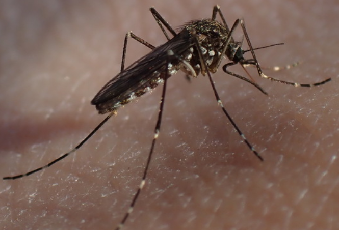 토고숲모기(Aedes togoi) 이미지