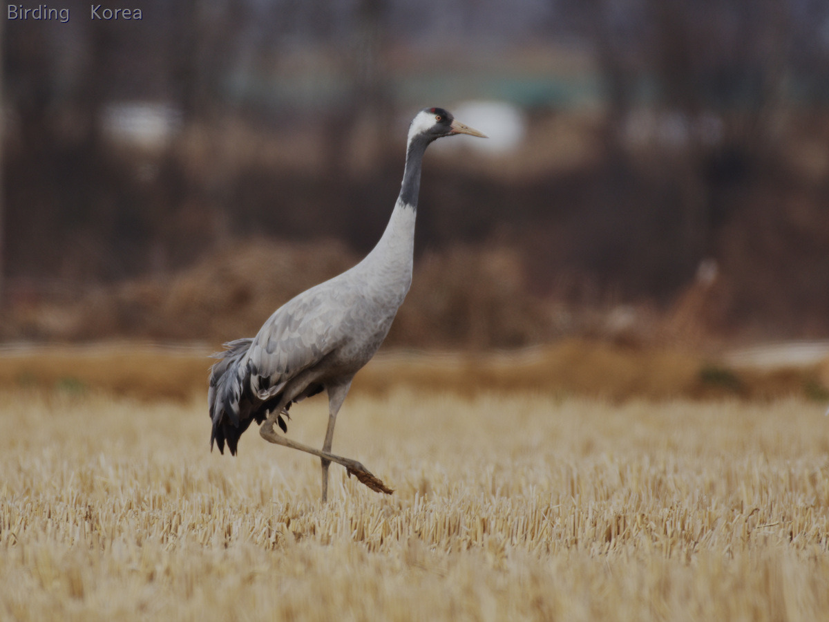 7 kinds of Cranes in South Korea