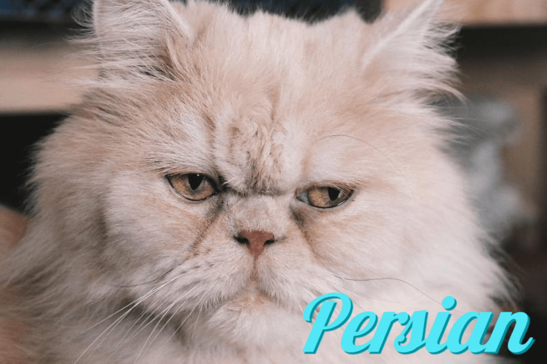 페르시안 고양이의 건강과 행복을 위한 팁 1 Persian
