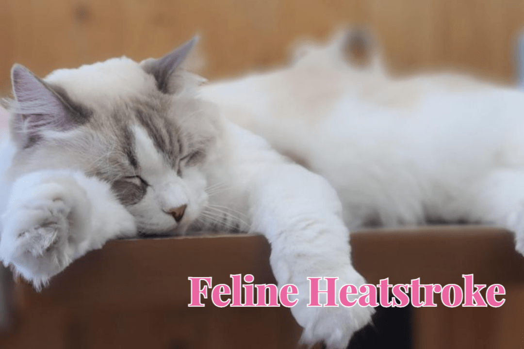 고양이 열사병, 알고 대처하자! 1 Feline Heatstroke