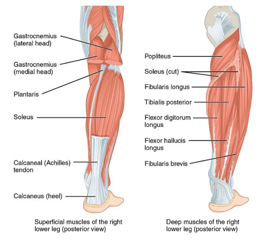 compartments of leg and foot