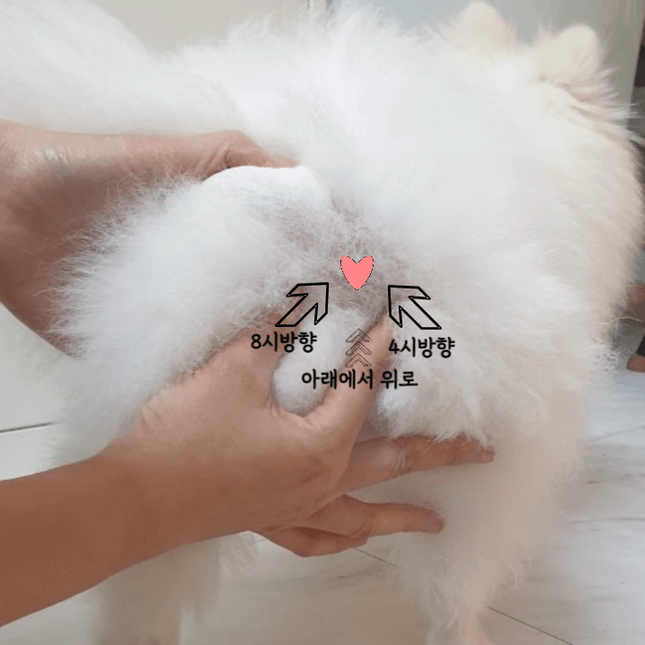 강아지 항문낭은 꼭 짜줘야 할까? 3 항문낭짜는법