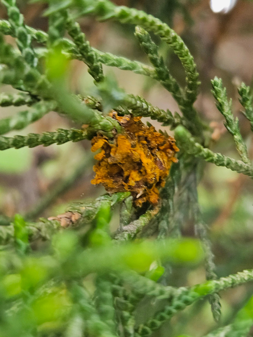 향나무류 녹병 (Cedar rust)