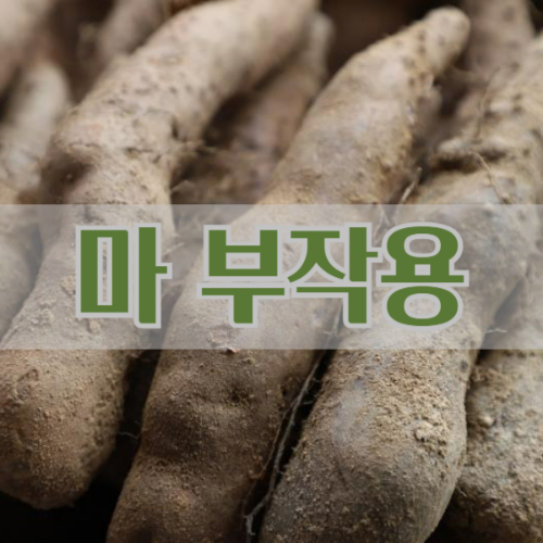 마 효능 10가지와 부작용 (+먹는 방법)