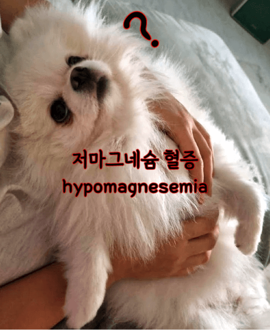강아지 근육 떨림 : 저마그네슘혈증 1 ywAAAAAAQABAAACAUwAOw==