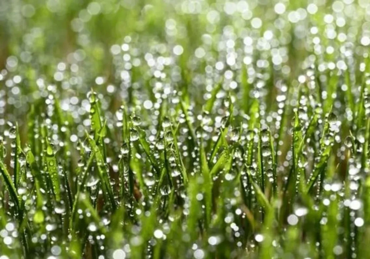 곡우 봄비 이미지