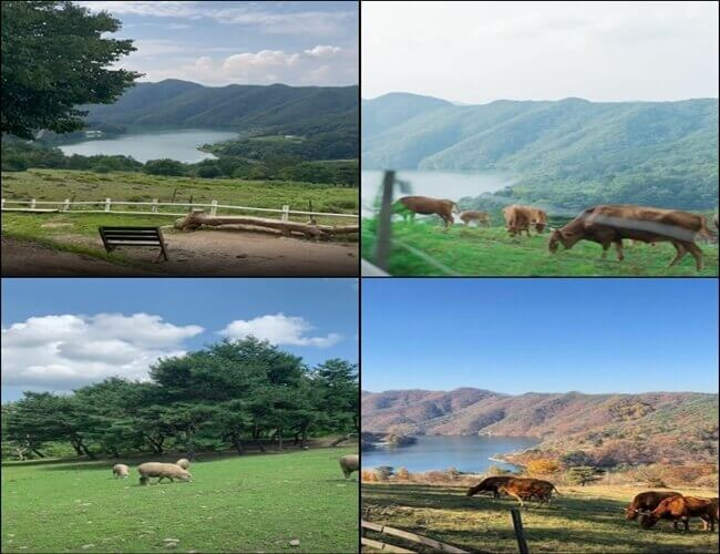 춘천 가볼만한곳 해피초원목장