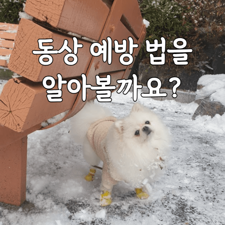 강아지도 동상에 걸릴 수 있어요! 2 동상예방법