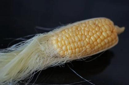 옥수수수염차 효능 6가지 및 부작용 조심해요