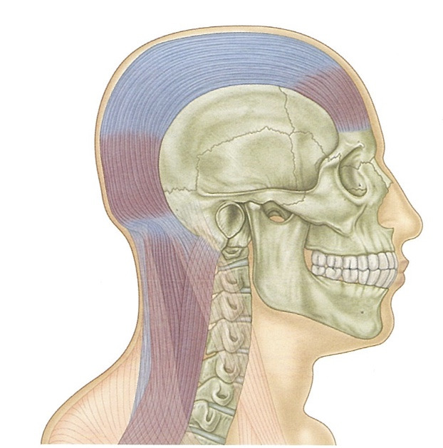1. 근막경선해부학 - 표면후방선(The superficial back line)